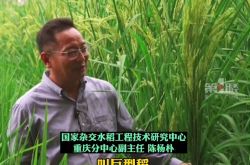 従来の米の2倍の高さである重慶での高さ2mの巨大稲の試行植栽に成功