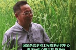 تحقق حلم يوان لونغ بينغ بالاستمتاع بالبرودة: زرع "الأرز العملاق" في بلدي الذي يبلغ ارتفاعه مترين بنجاح.