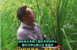 「おじいちゃん袁隆平、ヘキサの寒さを楽しむというあなたの夢は叶いますか？！」