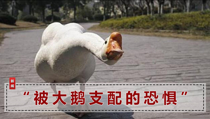 女主人被自家大鹅追着咬,自称很无奈:我拿过一次鹅蛋,被记仇了