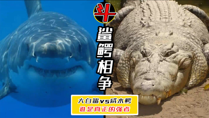 咸水鳄碾压大白鲨?两者谁才是强者!