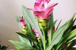 生姜は蓮を咲かせることができますか？ 1ヶ月咲くことができて、今咲いています