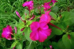 この種の花は9月に最も繁栄します