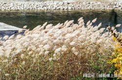 今日の法的な話：G​​ao Liは資本を借りて、お金を稼ぐためにビジネスをしたいと思っていましたが、彼は生命訴訟を起こすことができませんでした。