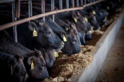 عثرت البرازيل على حالتين من حالات الإصابة بمرض جنون البقر ، وعلقت تصدير لحوم البقر إلى الصين