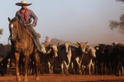 وجدت البرازيل حالات إصابة بمرض جنون البقر بتعليق تصدير لحوم البقر إلى الصين