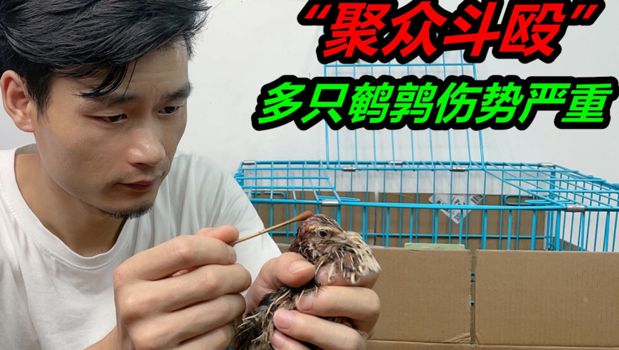 鹌鹑突然发生激烈争斗,导致多只鹌鹑受伤,其中3只伤势严重#宠物