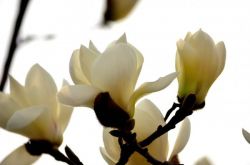 来月から、幸せな桃の花の雨、ユエラオのギフト結婚が、白い頭の4つの大きな星座に手を組みます