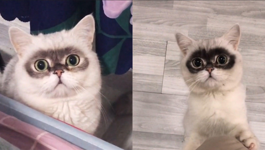 湖北一男子晒自家"黑眼圈"猫咪意外成网红!