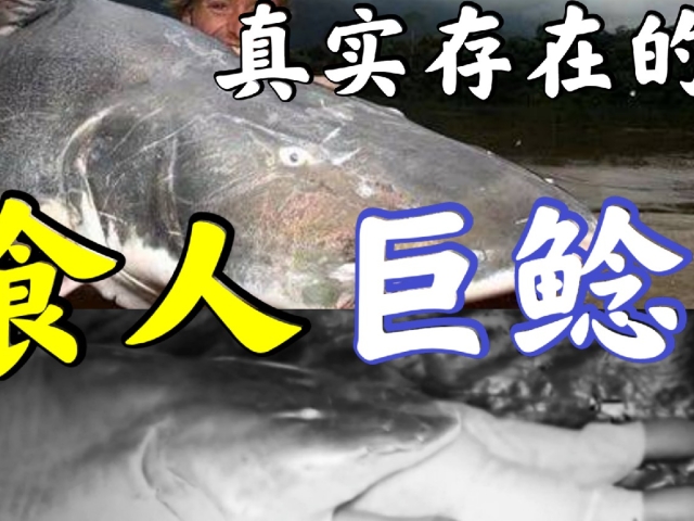 能吃人的鱼就在我们身边?盘点那些鲶鱼巨无霸