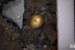 وجدت Sanxingdui خرزًا صغيرًا من الذهب عيار 24 قيراطًا: محتوى الذهب الخالص يتجاوز 99٪ ، أصغرها يحتاج إلى المجهر