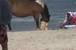 游客在沙滩玩耍，突然出现一群野马，走过来把包里的零食洗劫一空