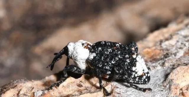 北京·奥森科普日记:臭椿沟眶象