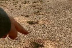 Ant Forestは、サクサウールの木を植えないという質問に答えました。何が起こっているのでしょうか。