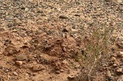 Ant Forest：植栽作業は第三者によって確認され、受け入れられており、干ばつにより短いサクサウールが発生しています。ネチズンはサイトを訪問するよう招待されます。
