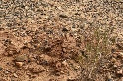 Ant Forestは、「植林なし」の状況を否定しています。干ばつにより、ハロキシロンアンモデンドロンが不足し、再度監査されます。