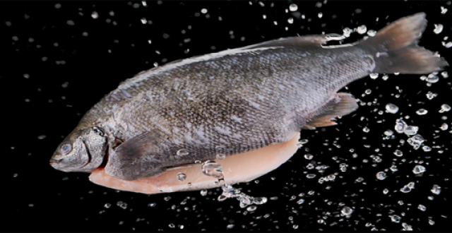 科学家研究发现:翡翠斑鱼dha是三文鱼4倍,原来多吃鱼真的能变聪明