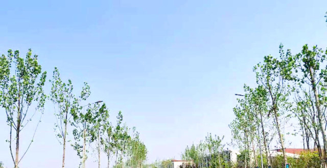 这个路段为何大面积种植“杨树”_腾讯新闻