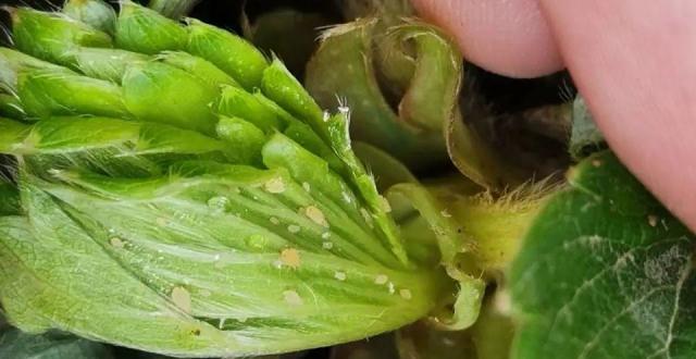 草莓上蚜虫,你了解多少呢?看一看全明白!