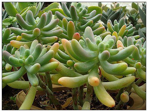 玉米石多肉植物毒