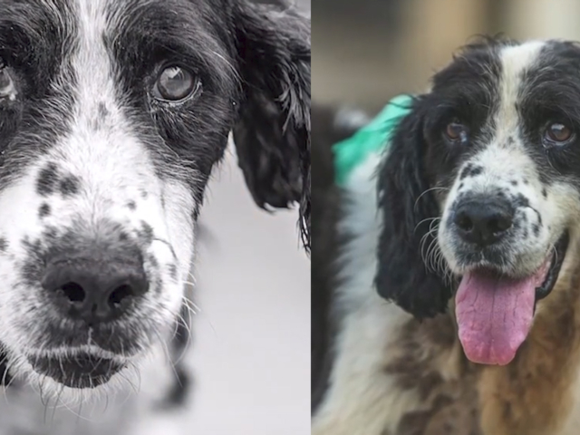 汶川地震救援中最后一只功勋犬"冰洁"在南京离世,训导员:陪它到最后