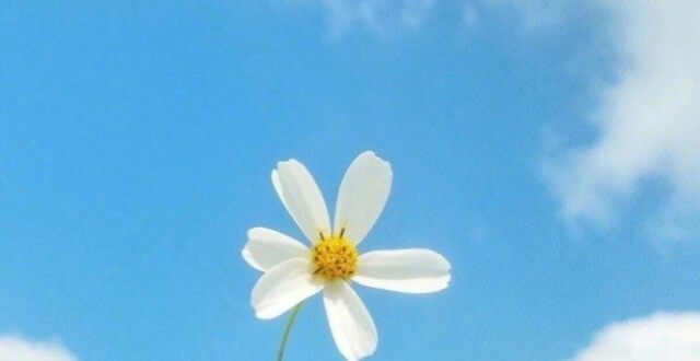 唯美的句子最新文章