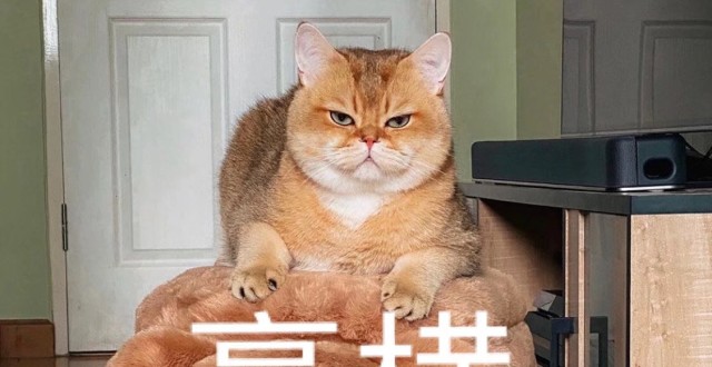 沙雕表情库最新文章