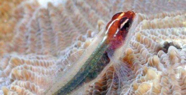 过山峰毒蛇世界上最大的螃蟹是什么蟹——杀人蜘蛛蟹世界上最毒的鱼叫