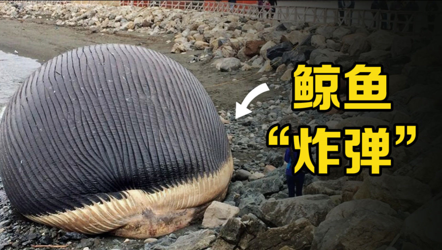 "鲸爆"的威力有多大?伤口开裂的瞬间,味道堪比生化武器
