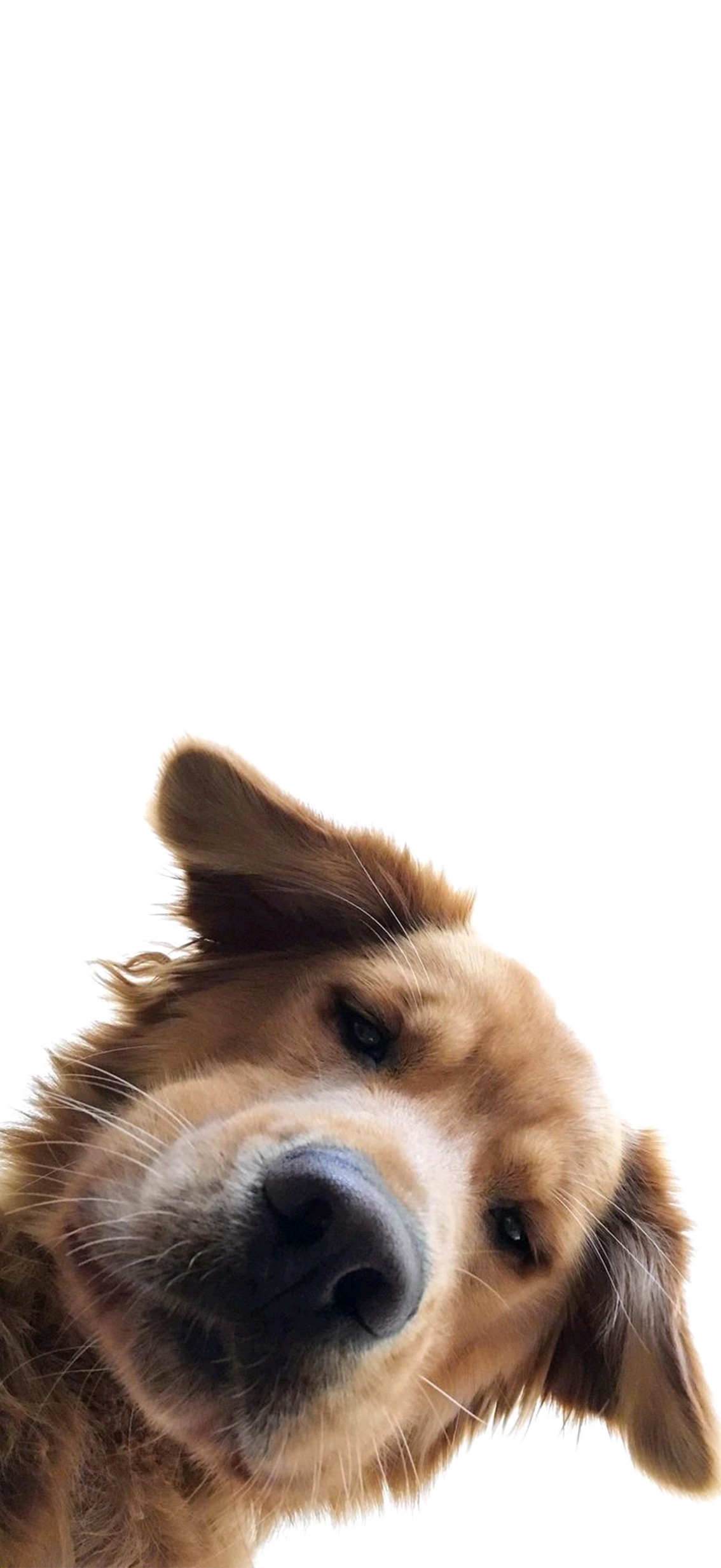 手机壁纸丨打开前置摄像头的你