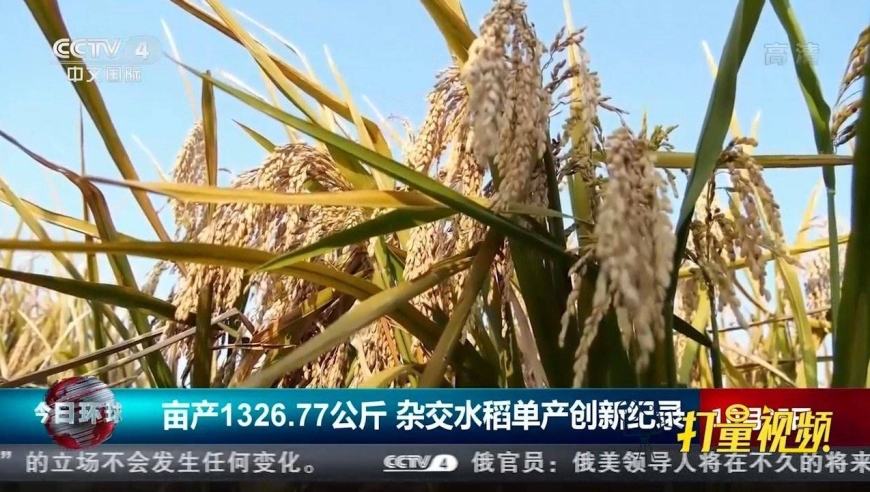 亩产1326.77公斤!杂交水稻单产创新纪录