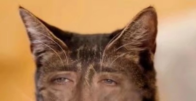 动物身加人脸,简直就是yyds