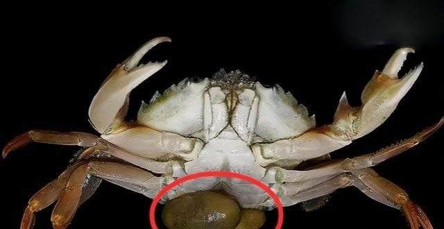 像藤壶一样的蟹奴,是怎样让螃蟹变成"僵尸蟹"的?