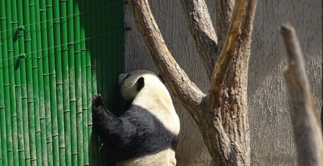 4.23(小熊猫 大熊猫)东莞香市线路图修改1.1.