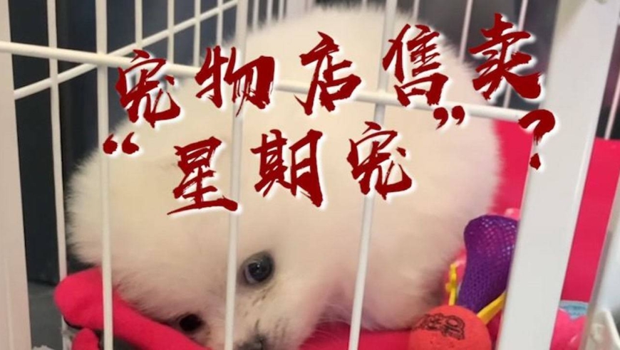 广州一宠物店售卖星期宠,几天内发病死亡,超70名消费者"被套路"