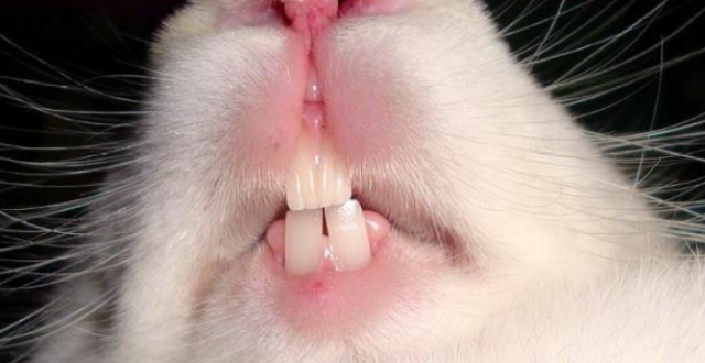 暴躁兔子飞机耳最新文章