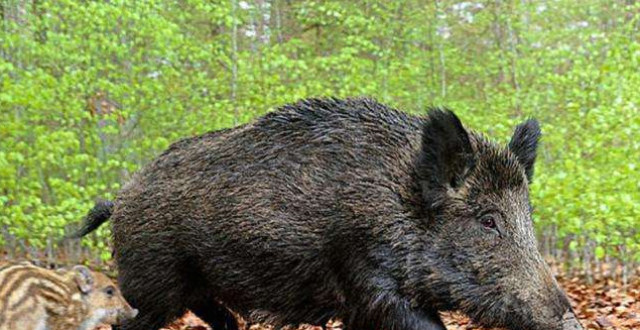 "蛇遇猪吓得哭"是真的吗?猪吃了毒蛇为何没事