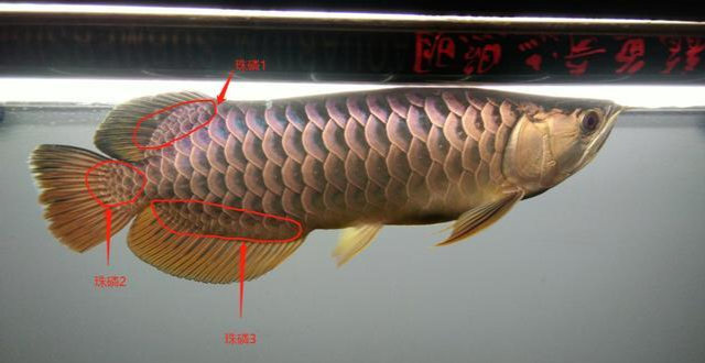 超详细的龙鱼结构图!