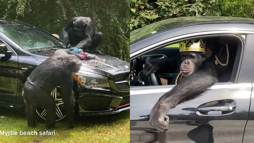 美国2只猩猩开车洗车操作自如爆红网络,网友:猩球崛起是真的