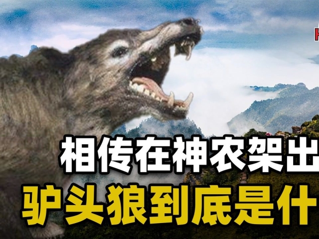 相传神农架出现驴头狼,偷吃家畜,伤害村民,它到底是什么物种?