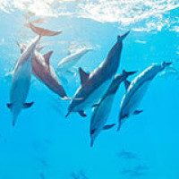 少女组合 只要你是极乐净土VIP会员 干什么都