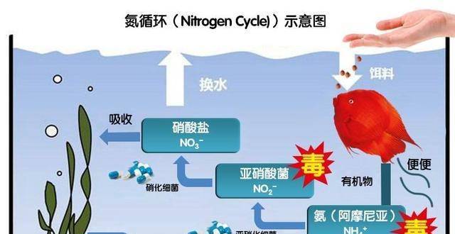 观赏鱼饲养需要了解的"硝化系统"它的作用