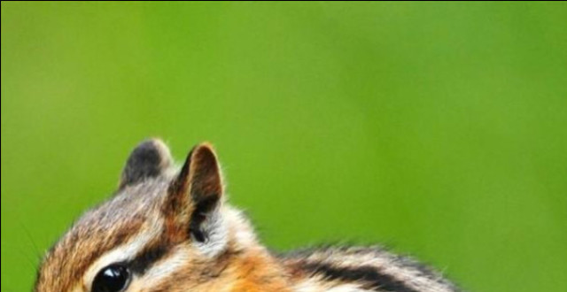 北方森林中的"五道眉"花鼠