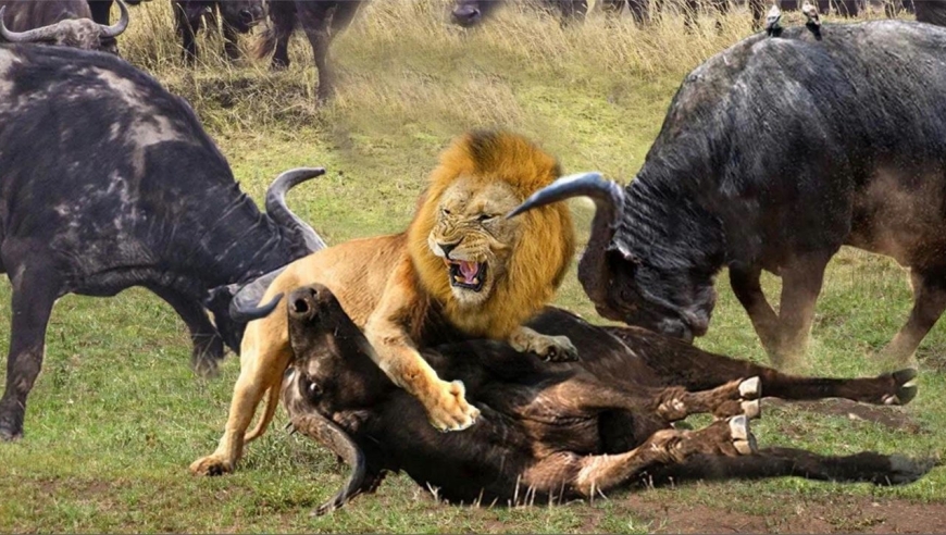 狮子围攻落单水牛成功,却遭到水牛同伴报复,无处躲藏的狮子!