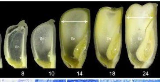 研究解析玉米胚乳灌浆期细胞扩张的分子机理_腾讯新闻