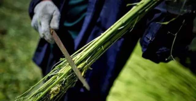 农历中国｜七月三十·沤麻_腾讯新闻