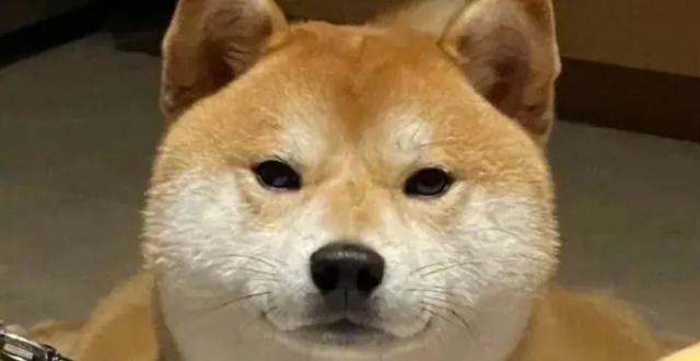 表情包德云社/表情包微信聊天框搞怪表情包熊猫头表情包近期热门表情