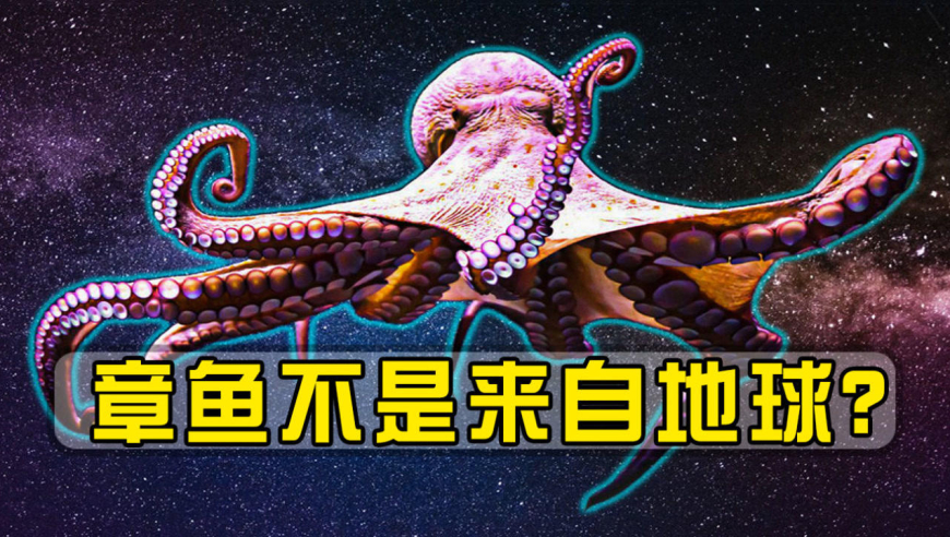 章鱼不是来自地球?专家:多个证据表明,章鱼或许是四维生物