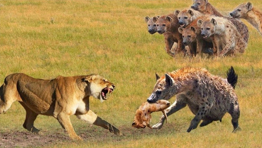 动物世界:狮子大战鬣狗,疯狂咬杀鬣狗为小狮子报仇