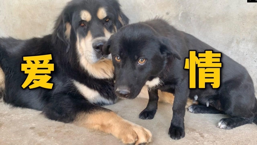 年度大戏,小土狗逆推藏獒,还是獒王